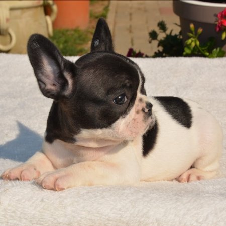 Bouledogue Francese  Il Cucciolo - Simba